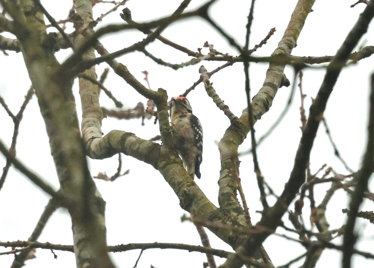 Цоохор тоншуул - ML631899727