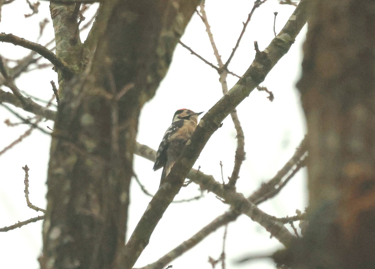 Цоохор тоншуул - ML631899728