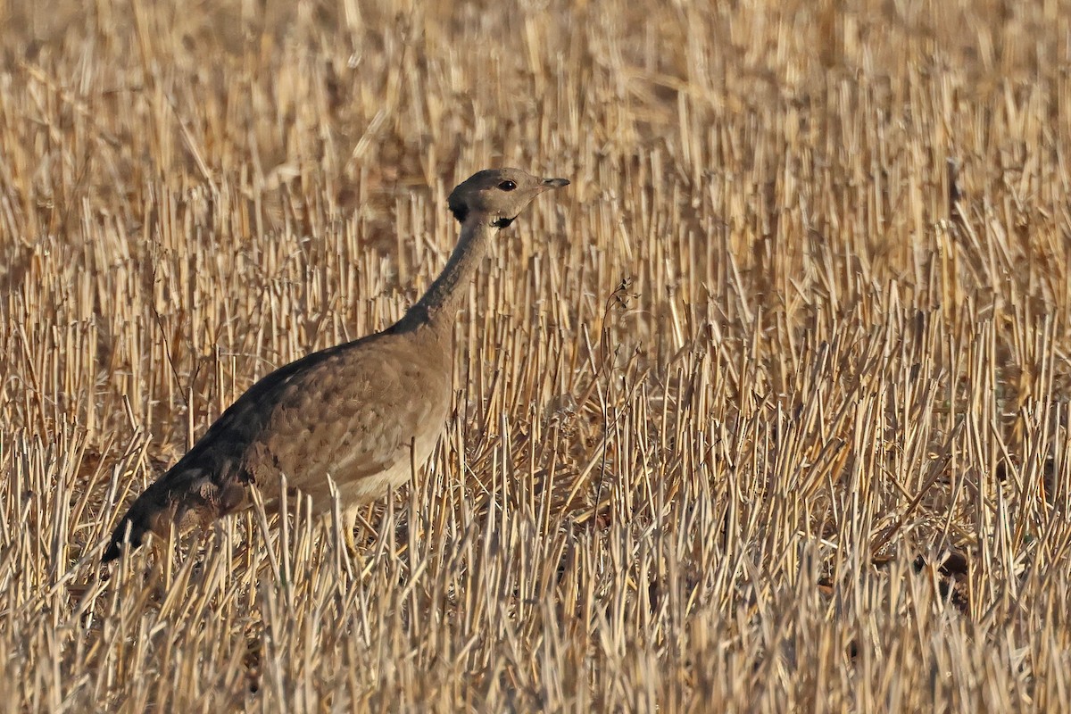 Karoo Bustard - ML631899739