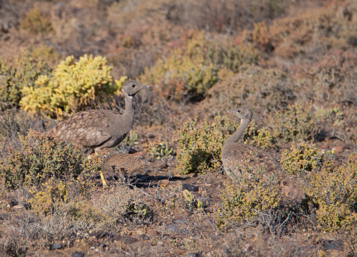 Karoo Bustard - ML631899833