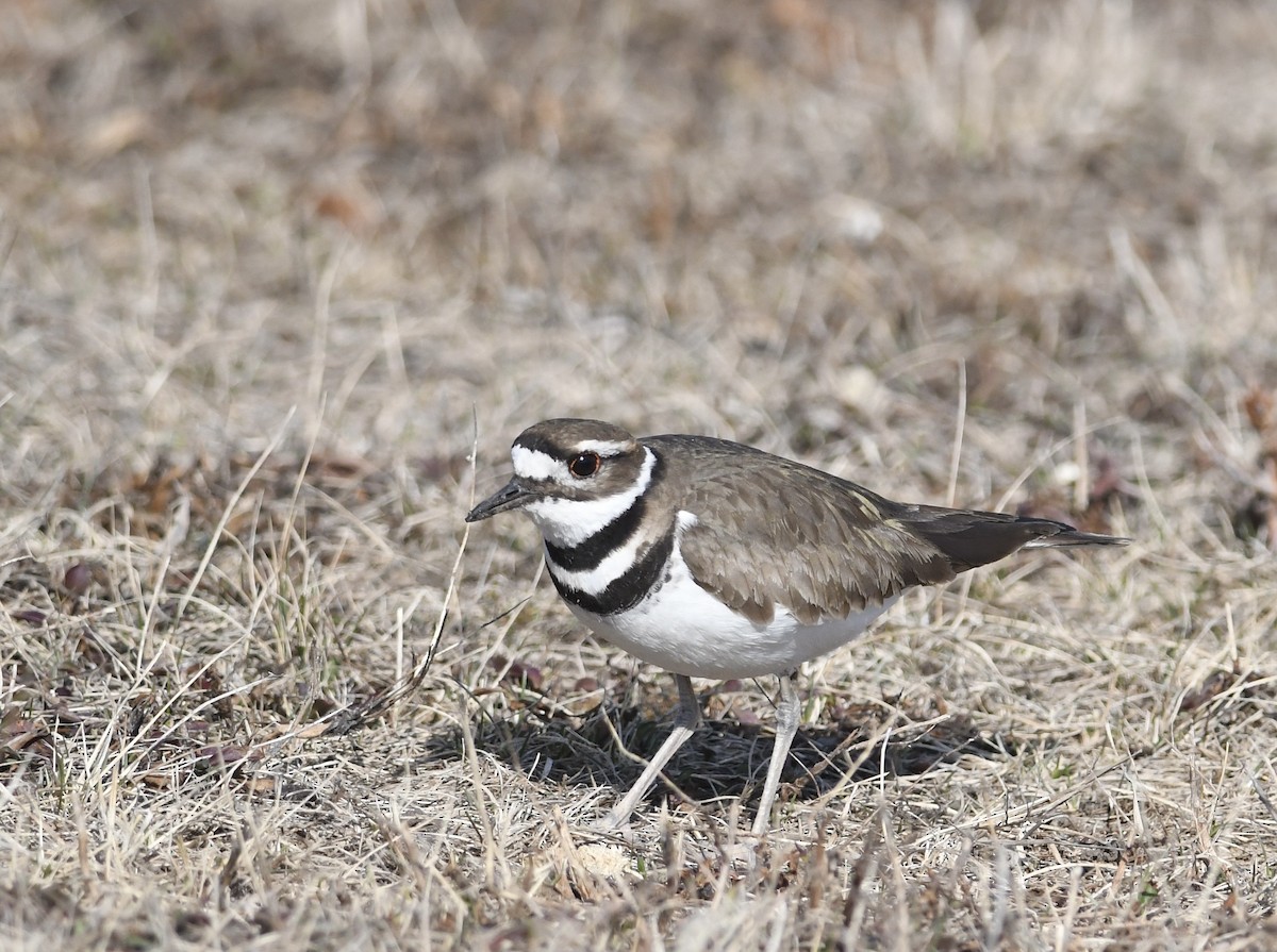 Killdeer - ML631899962