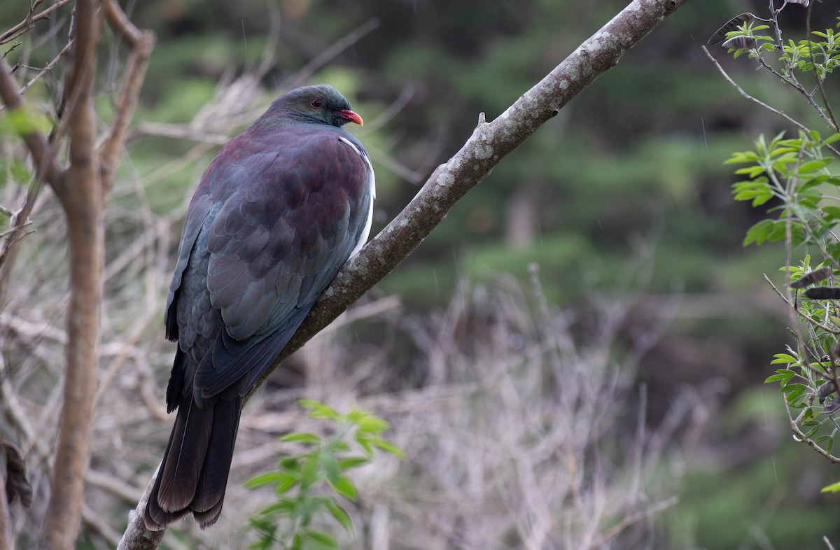 New Zealand Pigeon - ML631900042