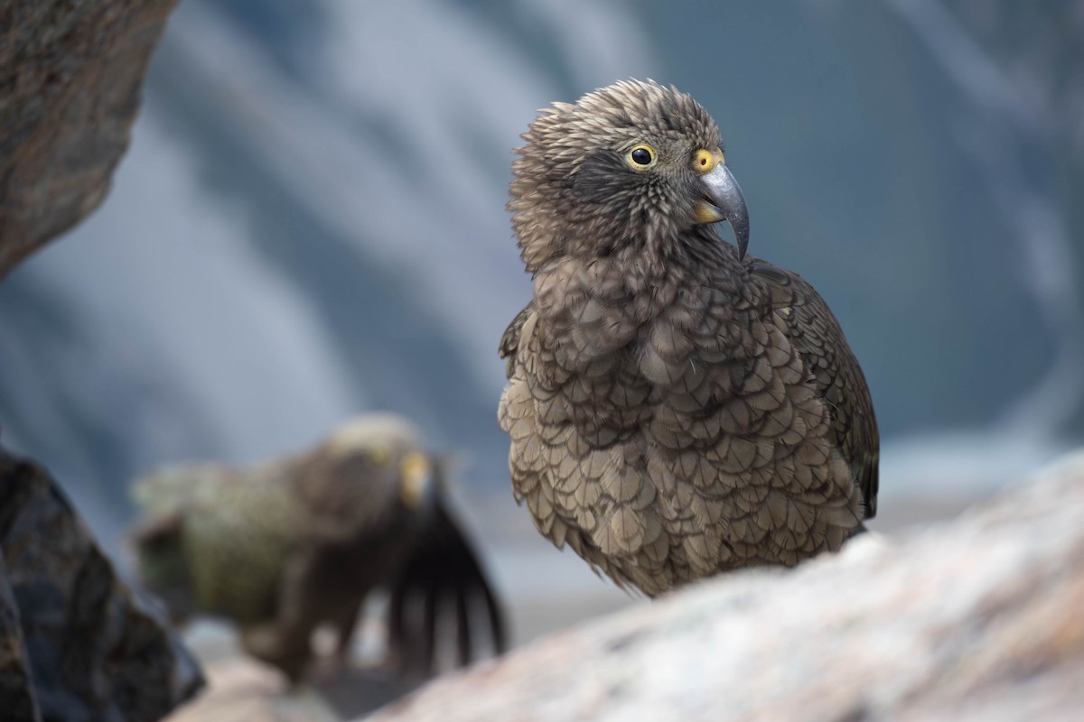 Кеа - ML631900277