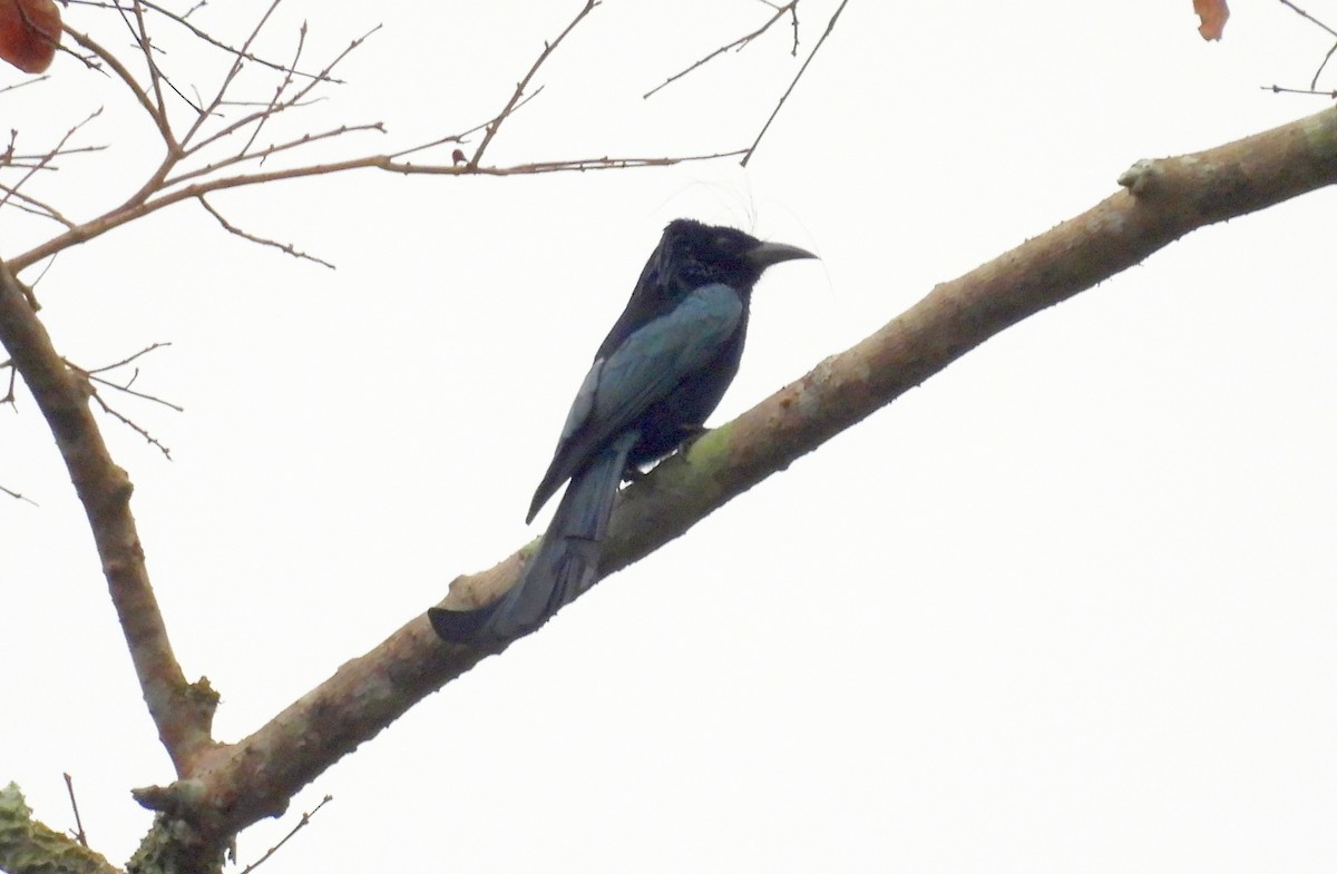 Hair-crested Drongo - ML631900343