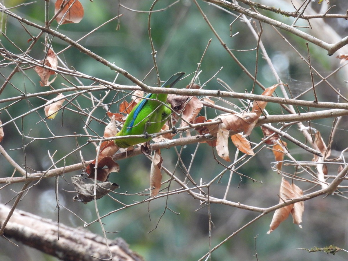 Blue-winged Leafbird - ML631900359