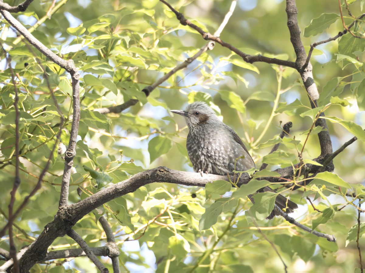 Brown-eared Bulbul - ML631900406