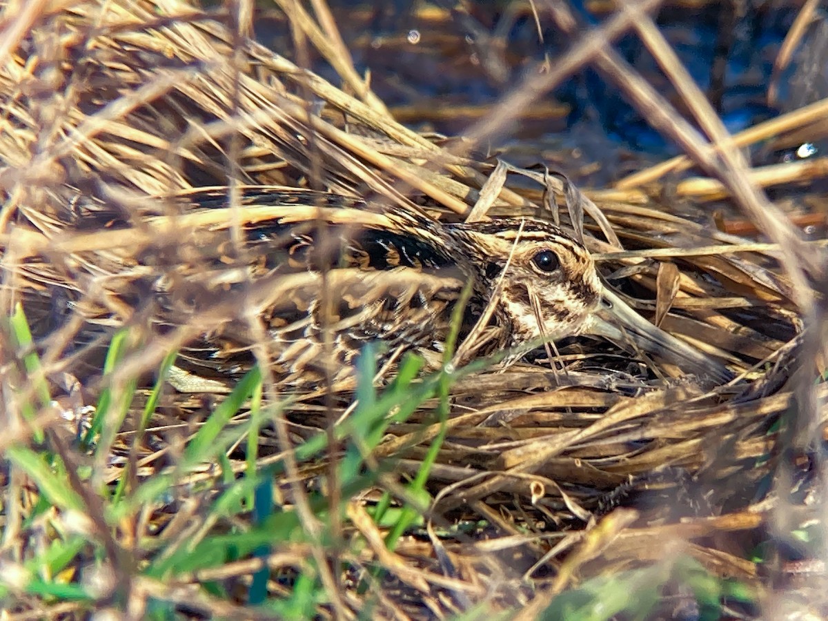 Jack Snipe - ML631900418