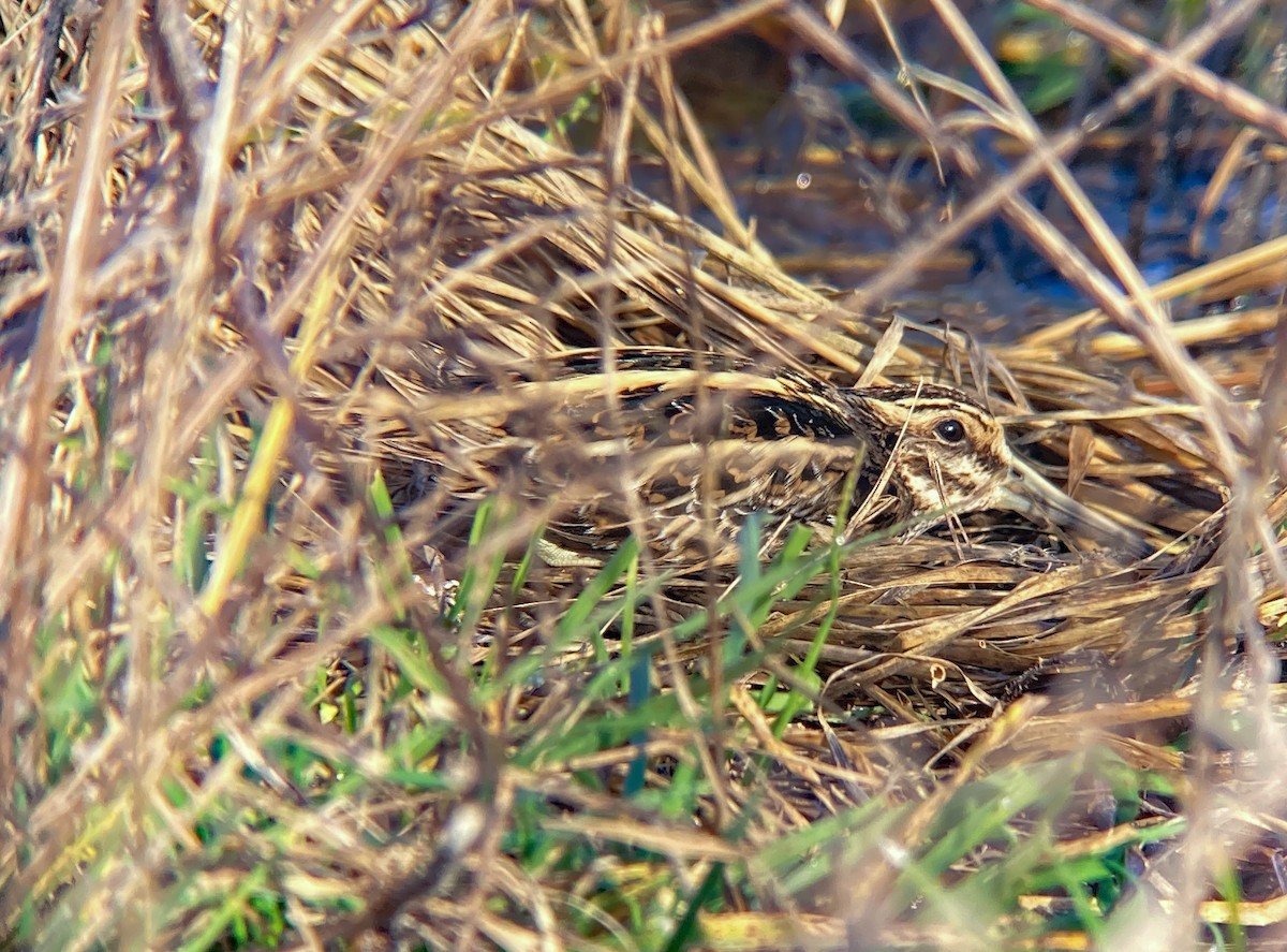 Jack Snipe - ML631900419