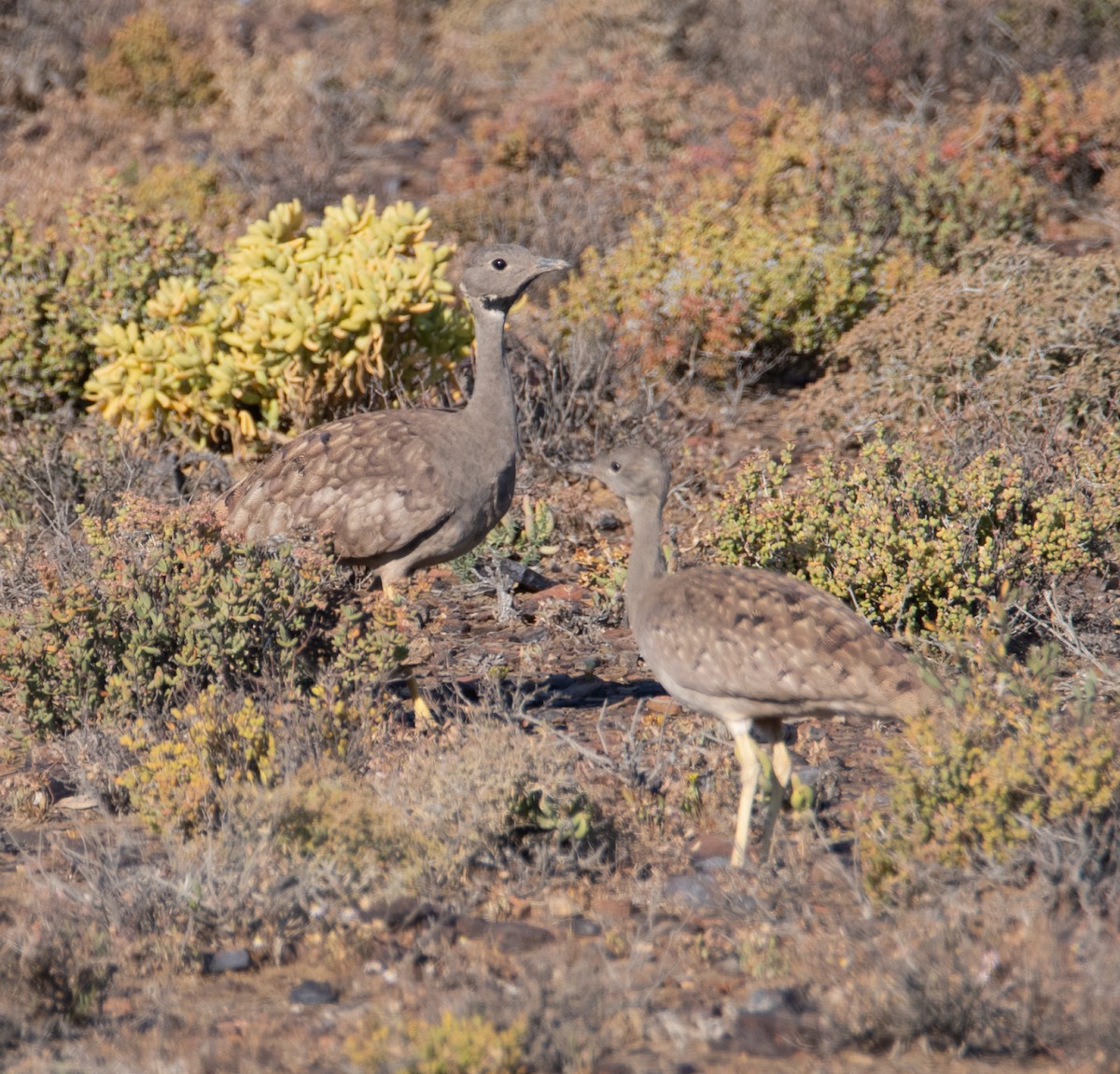 Karoo Bustard - ML631900447