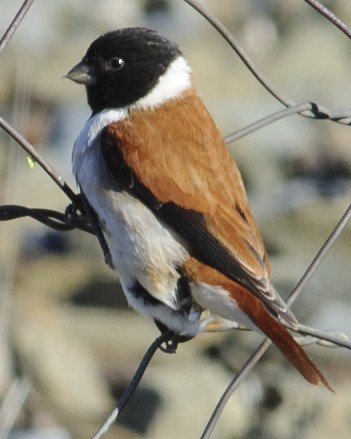 Black-headed Canary - ML631900455
