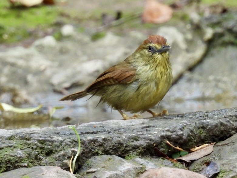 Pin-striped Tit-Babbler - ML631900875