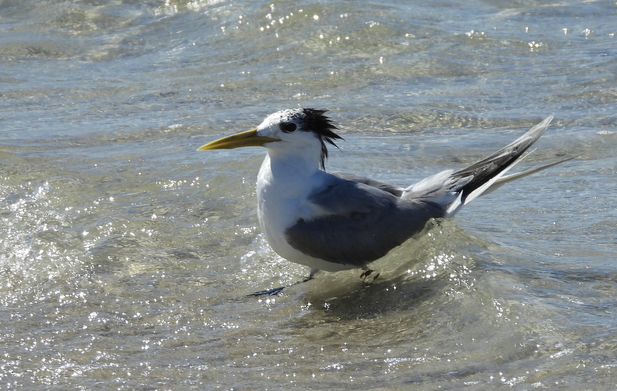 Great Crested Tern - ML631900894