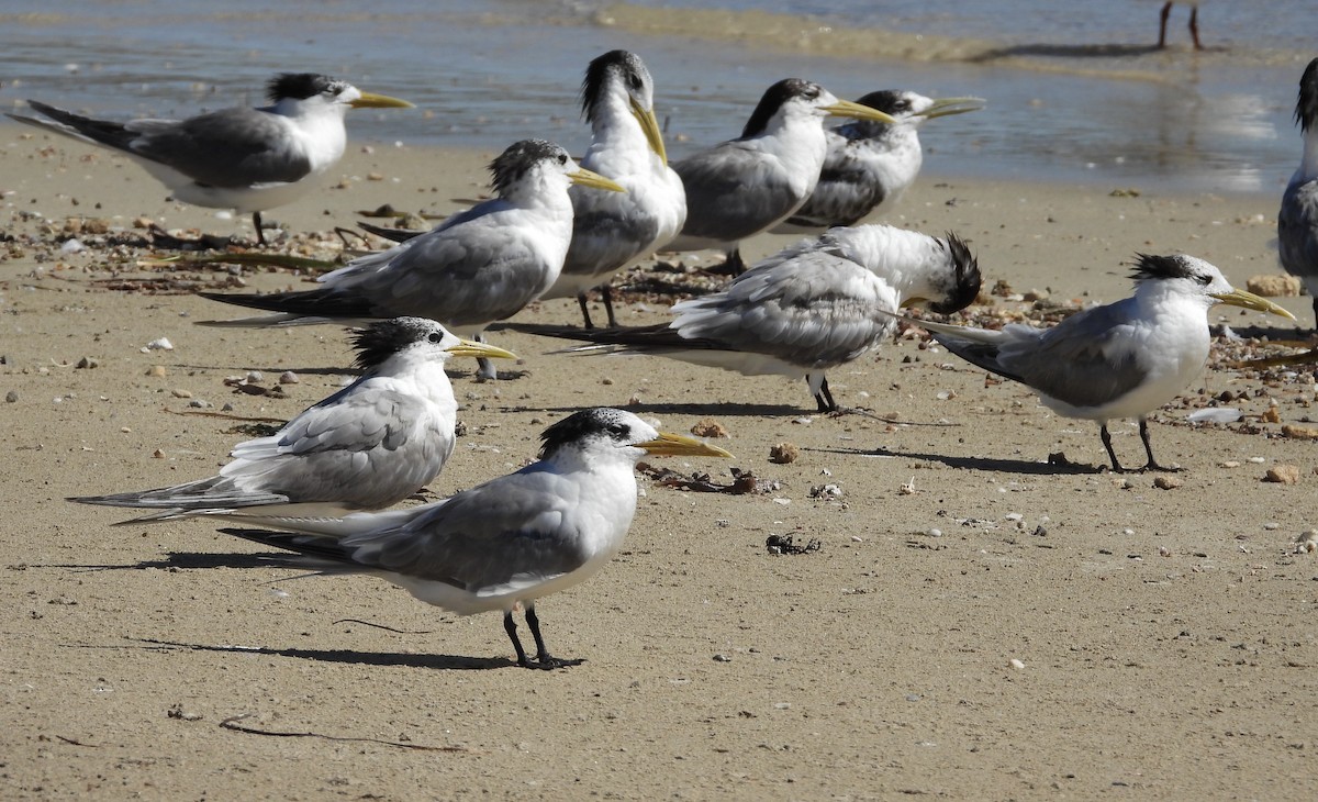 Great Crested Tern - ML631900895