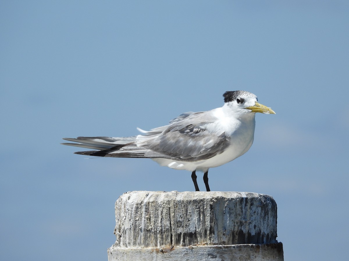 Great Crested Tern - ML631900896