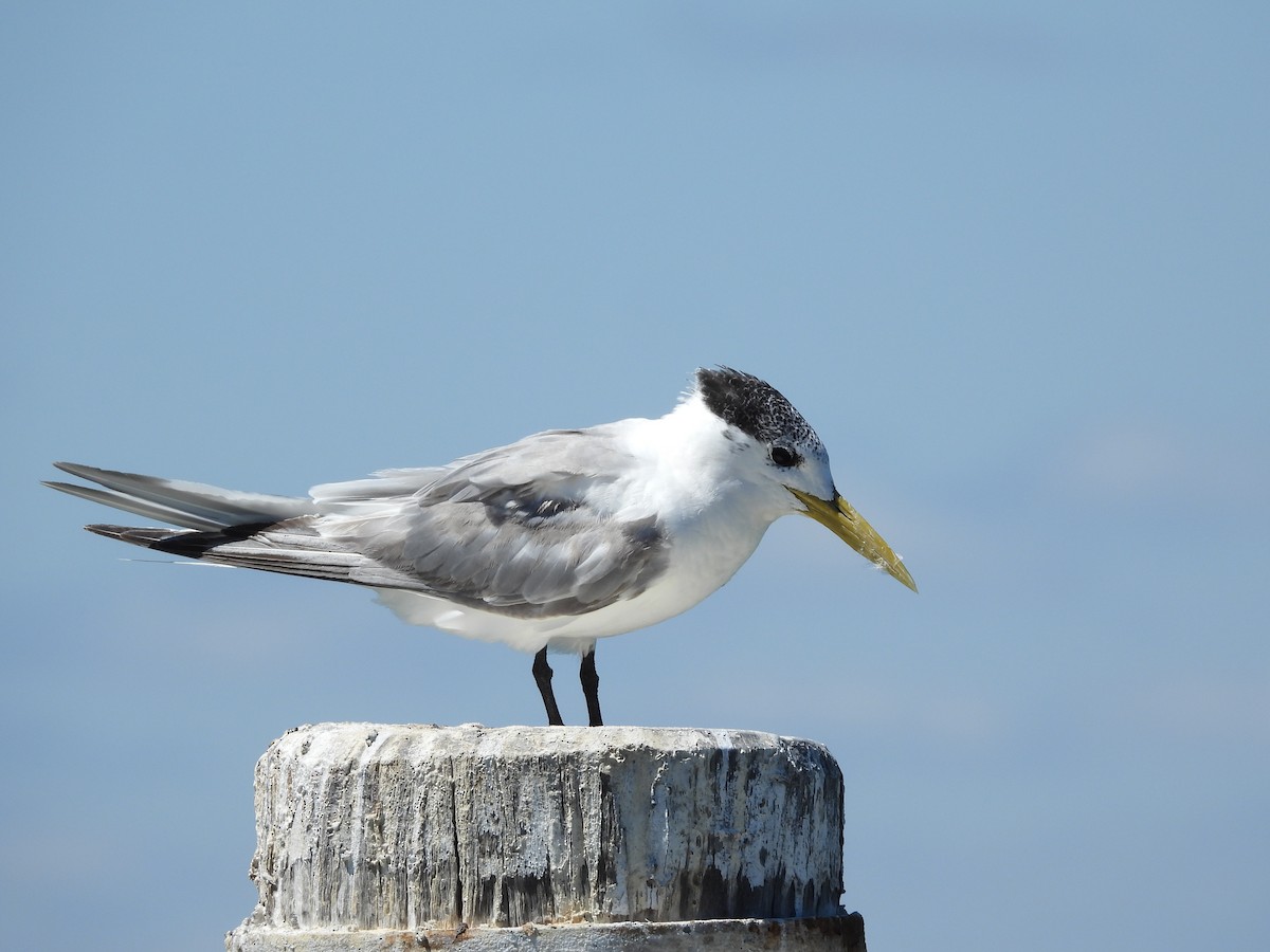 Great Crested Tern - ML631900897
