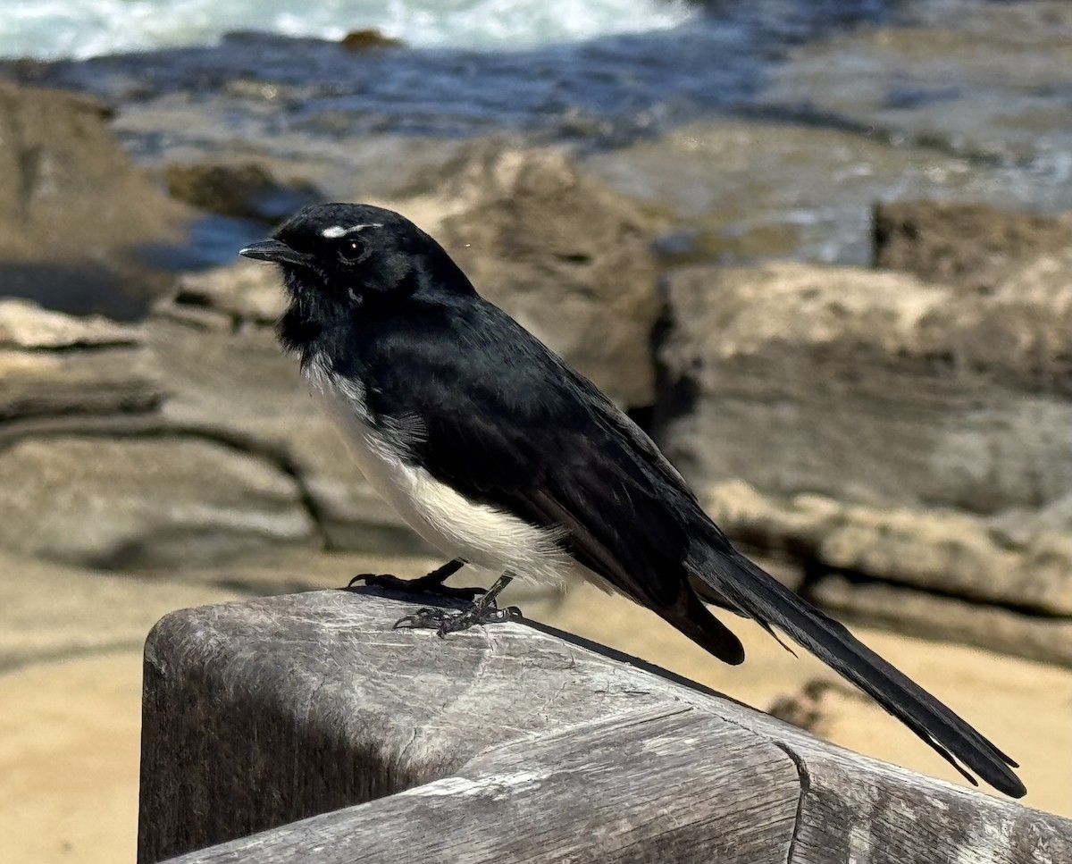 Willie-wagtail - ML631900911