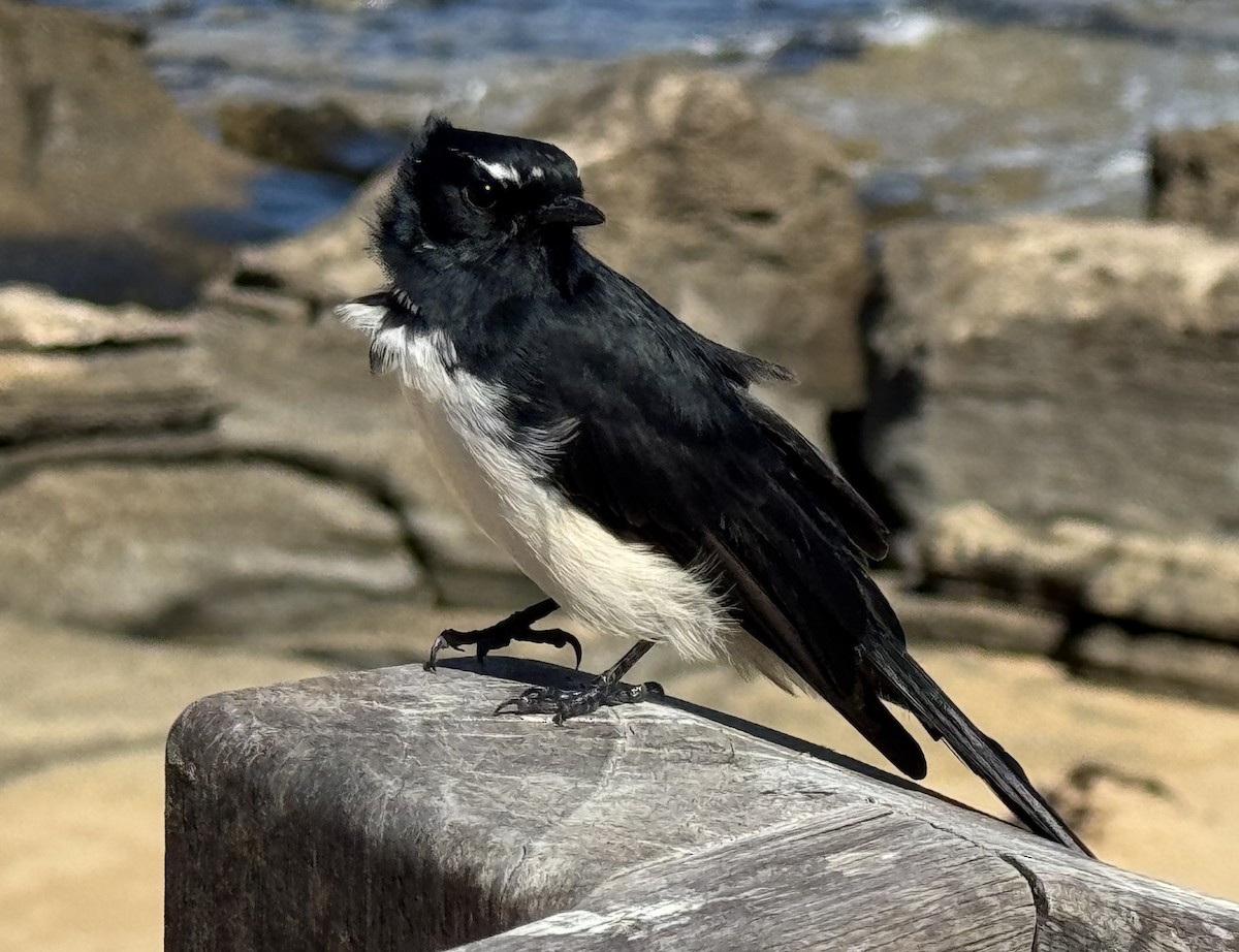Willie-wagtail - ML631900912