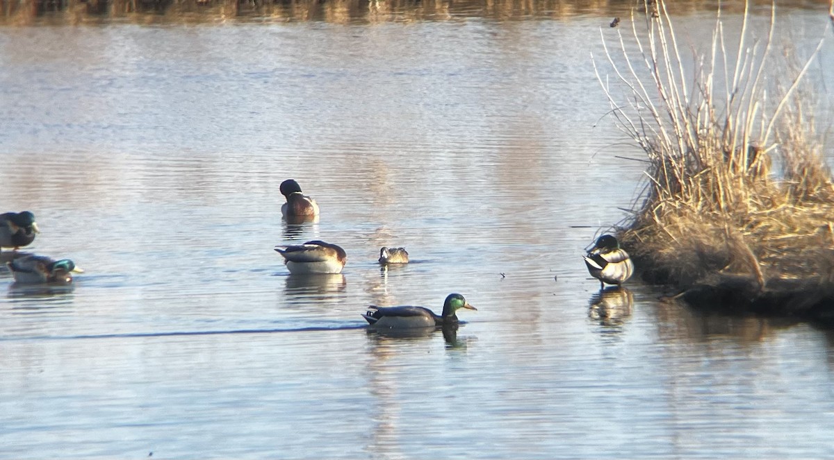 Blue-winged Teal - ML631900936