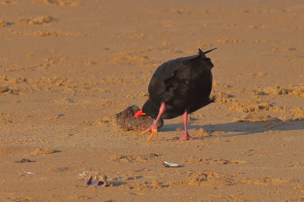 Sooty Oystercatcher - ML631900961