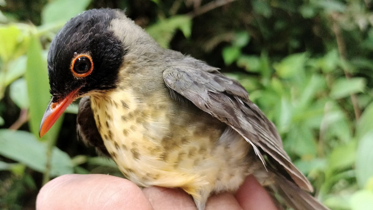 Speckled Nightingale-Thrush - ML631901090