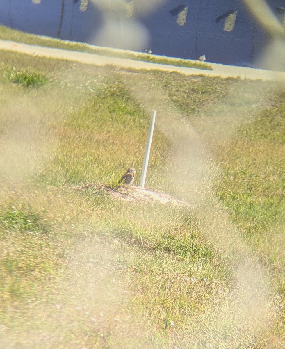 Burrowing Owl - ML631901194