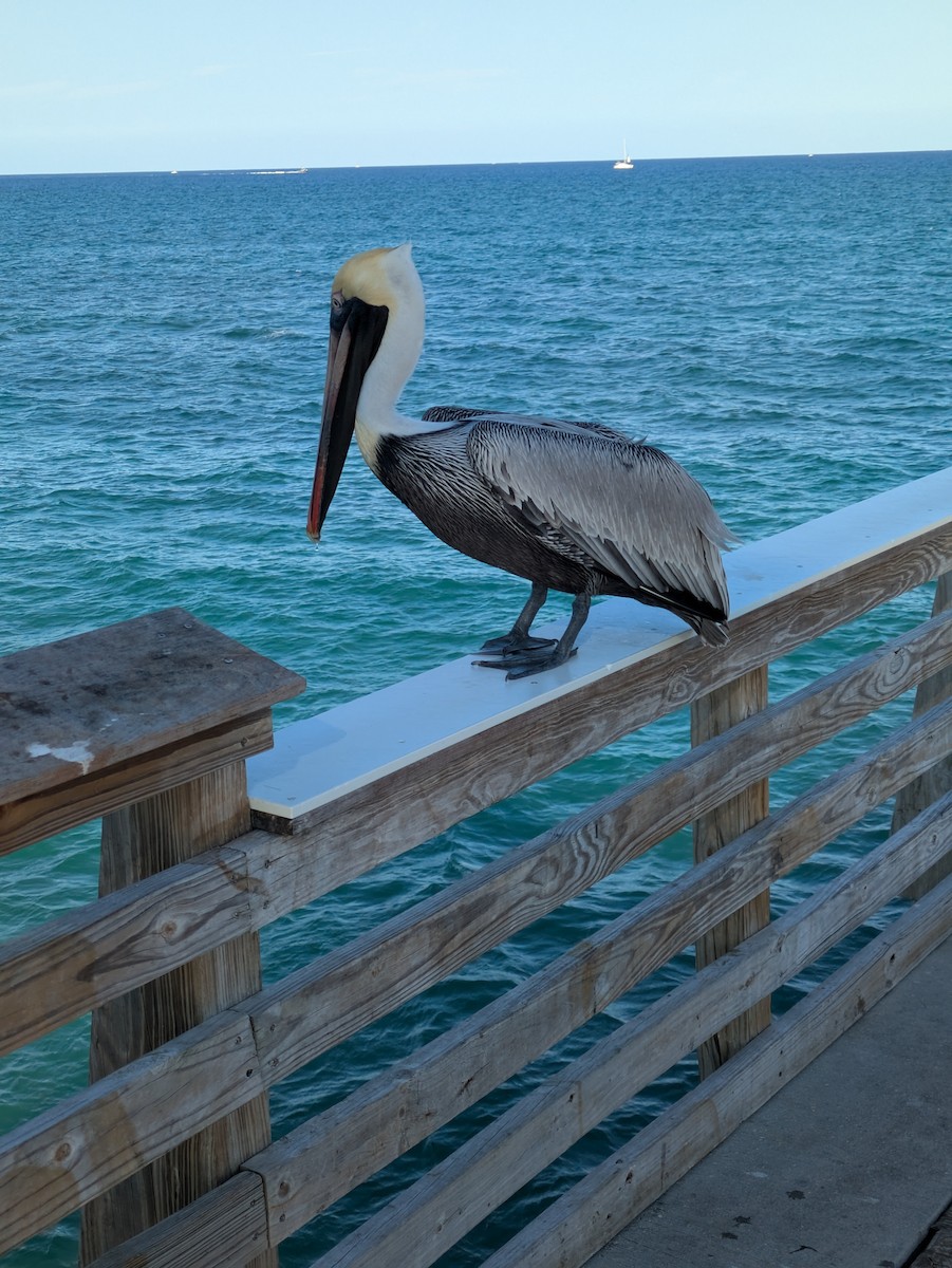 Brown Pelican - ML631901198
