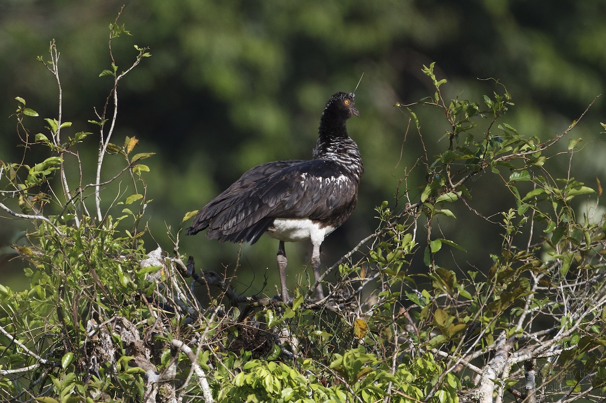 Horned Screamer - ML631901343