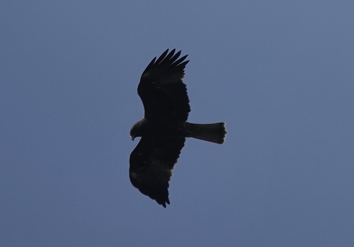 Booted Eagle - ML631901392