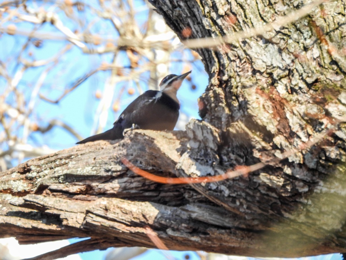 Pileated Woodpecker - ML631901429