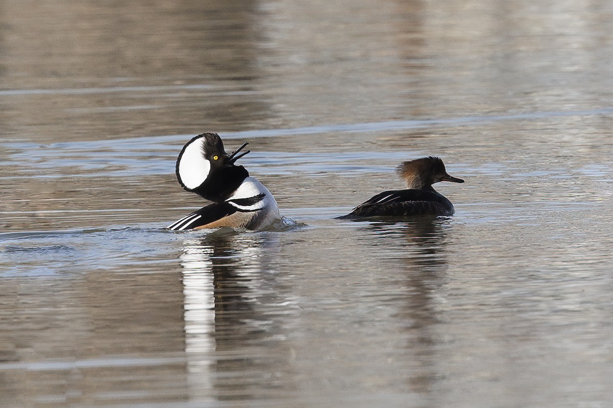 Hooded Merganser - ML631901467
