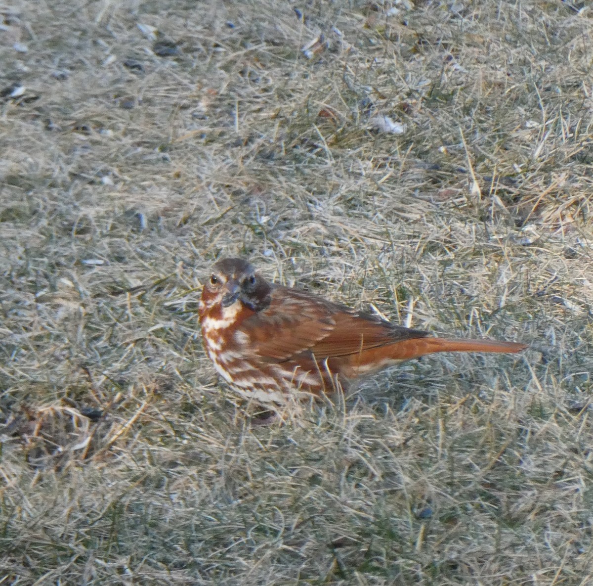Fox Sparrow - ML631901523
