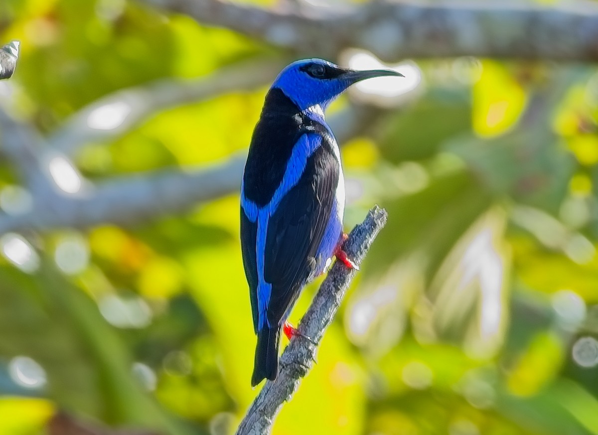 Red-legged Honeycreeper - ML631901563