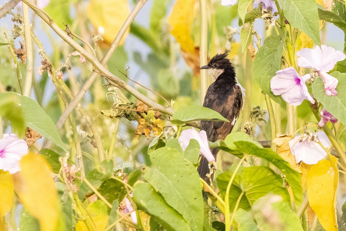 Pied Cuckoo - ML631901576
