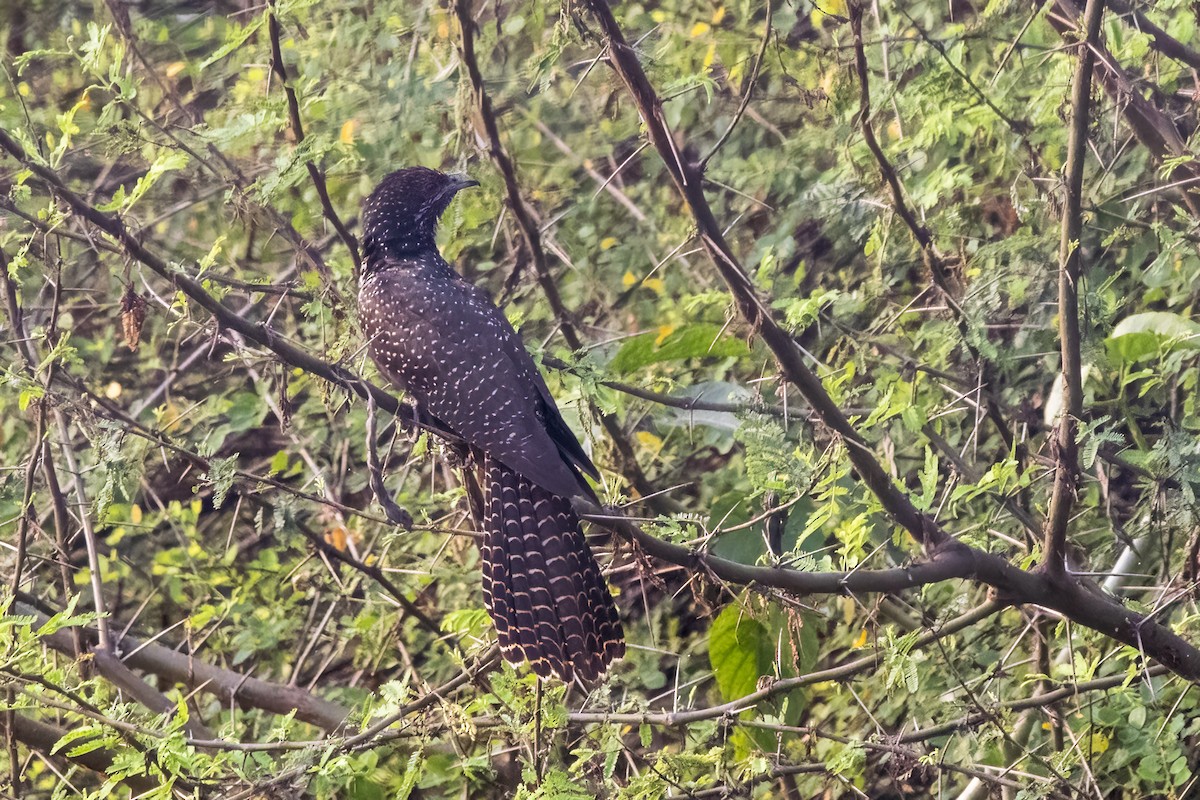 Asian Koel - ML631901578