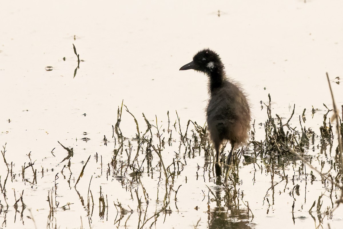 White-breasted Waterhen - ML631901582