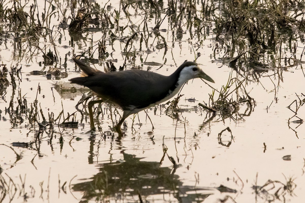 White-breasted Waterhen - ML631901583