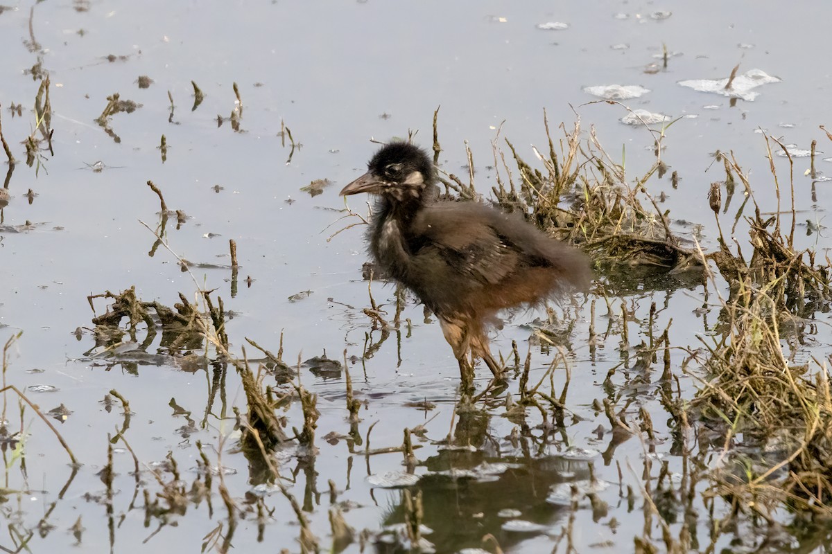 White-breasted Waterhen - ML631901584
