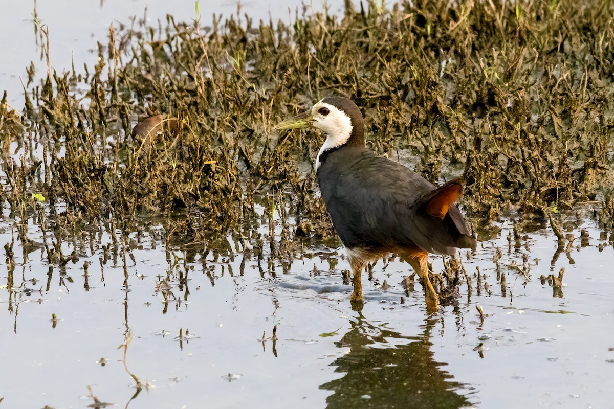 White-breasted Waterhen - ML631901585
