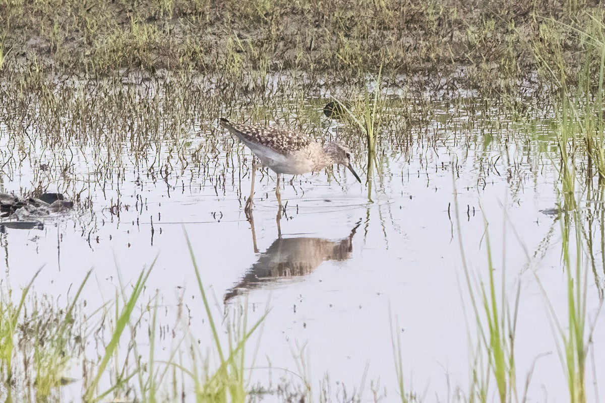 Wood Sandpiper - ML631901599