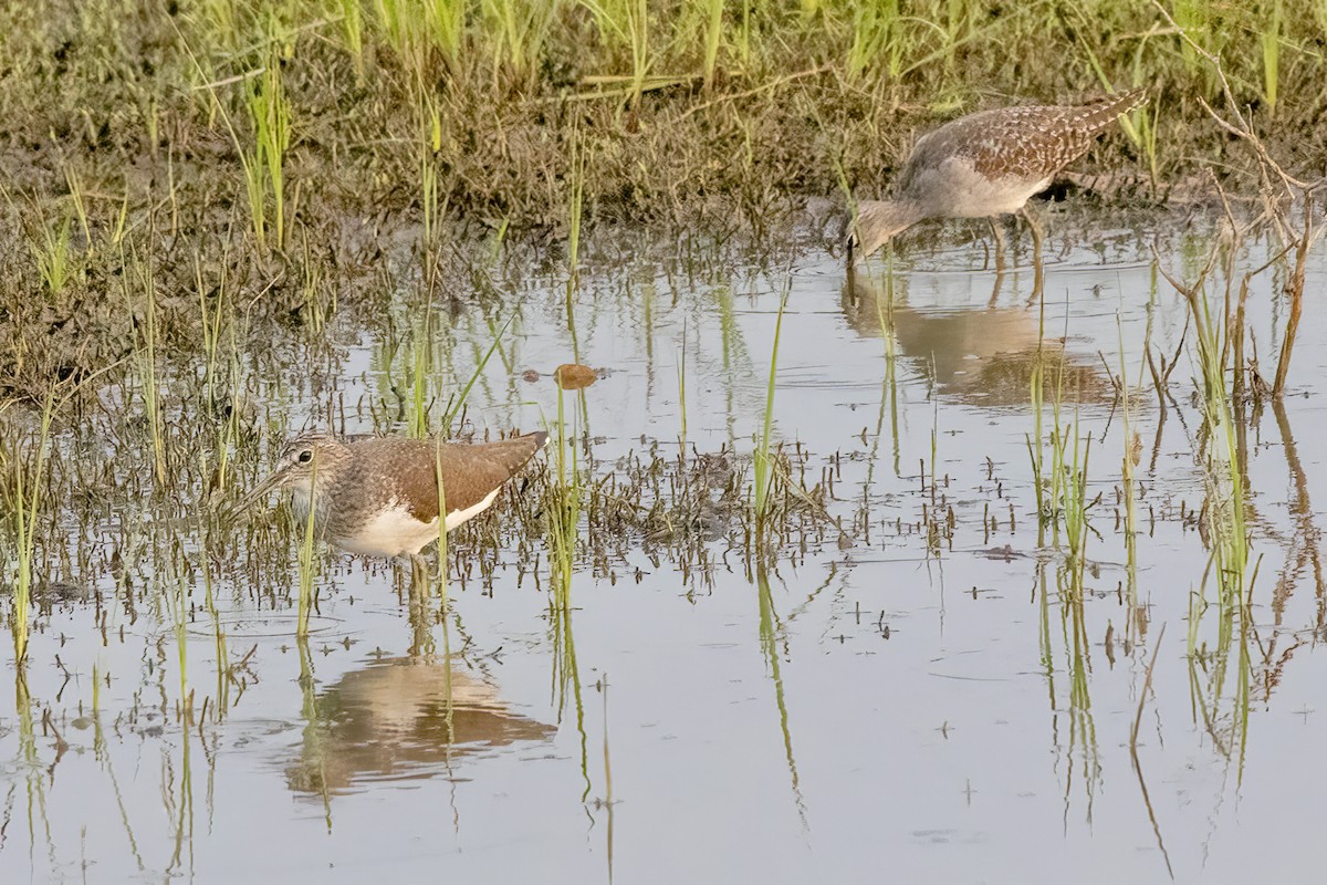 Wood Sandpiper - ML631901600