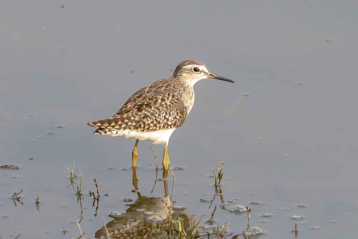 Wood Sandpiper - ML631901601