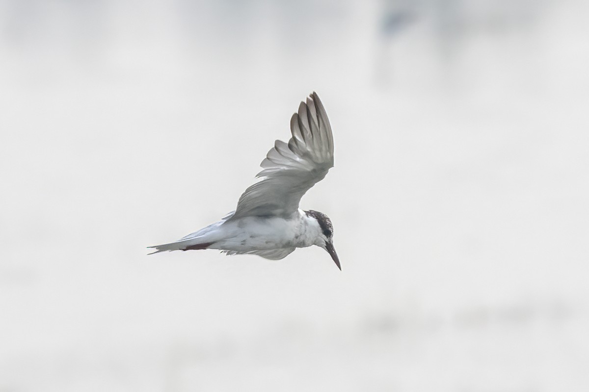 Whiskered Tern - ML631901605