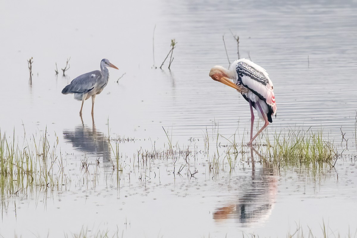 Painted Stork - ML631901614