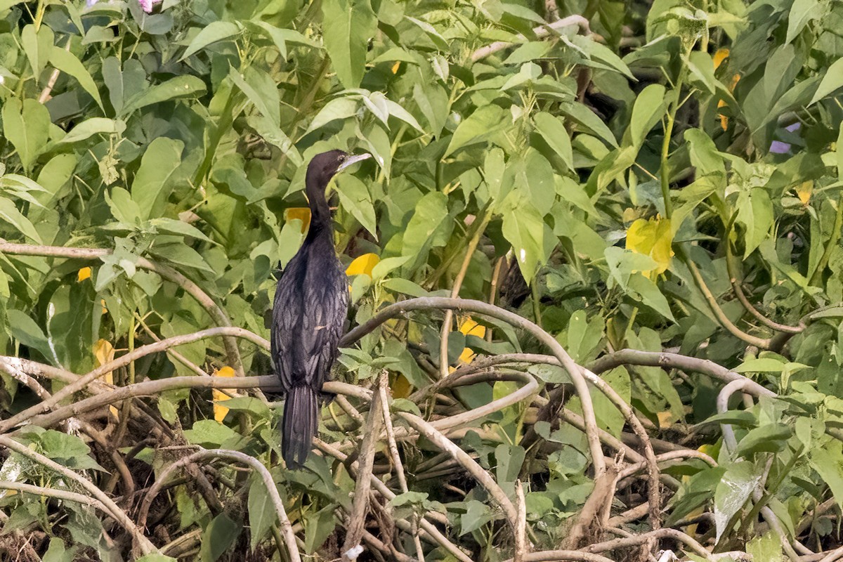 Little Cormorant - ML631901616