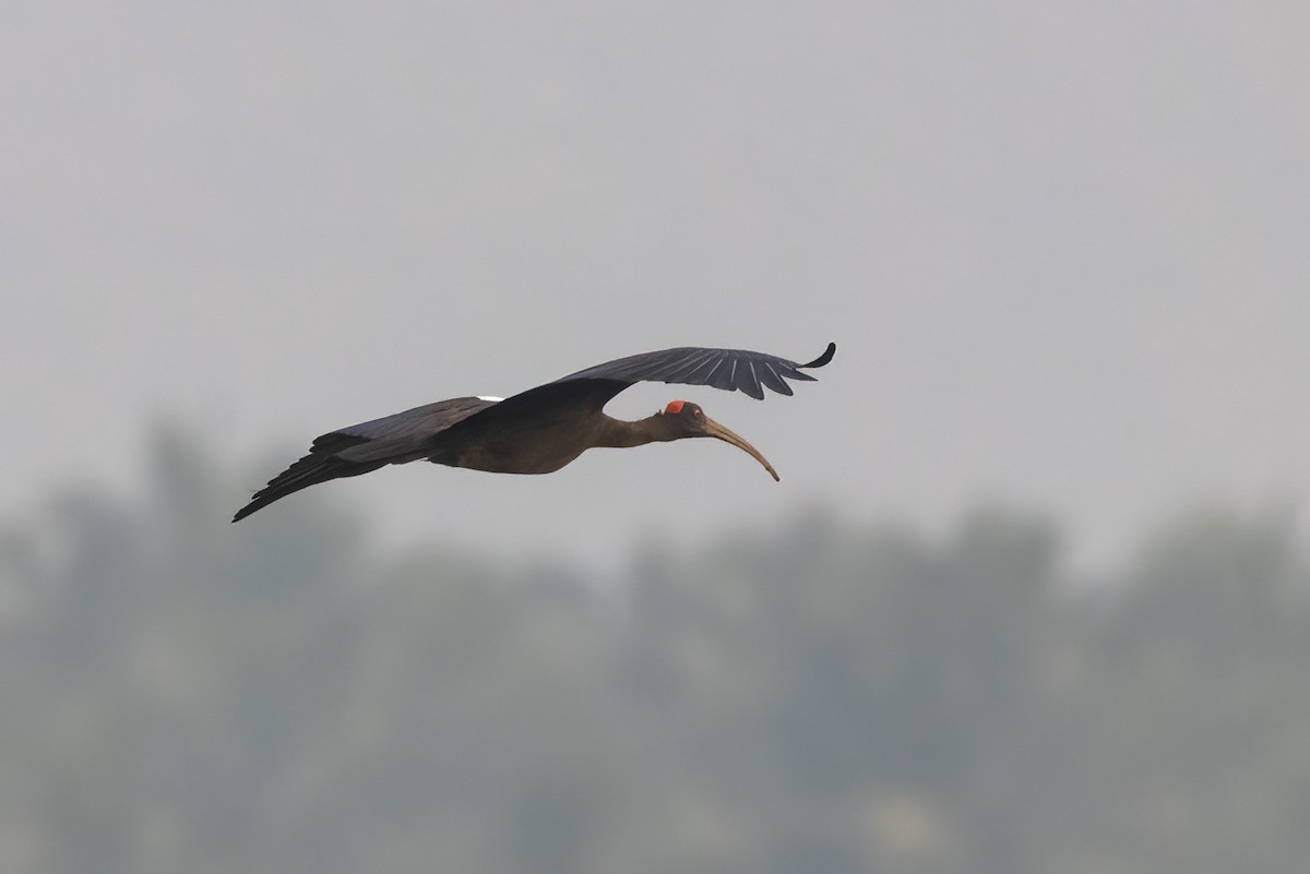 Red-naped Ibis - ML631901623
