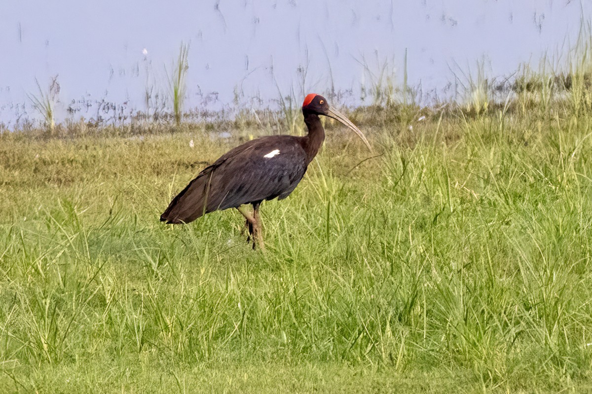 Red-naped Ibis - ML631901624