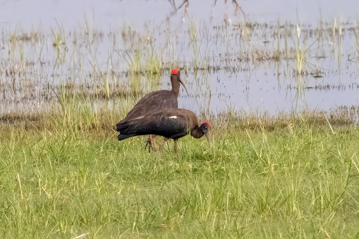 Red-naped Ibis - ML631901625