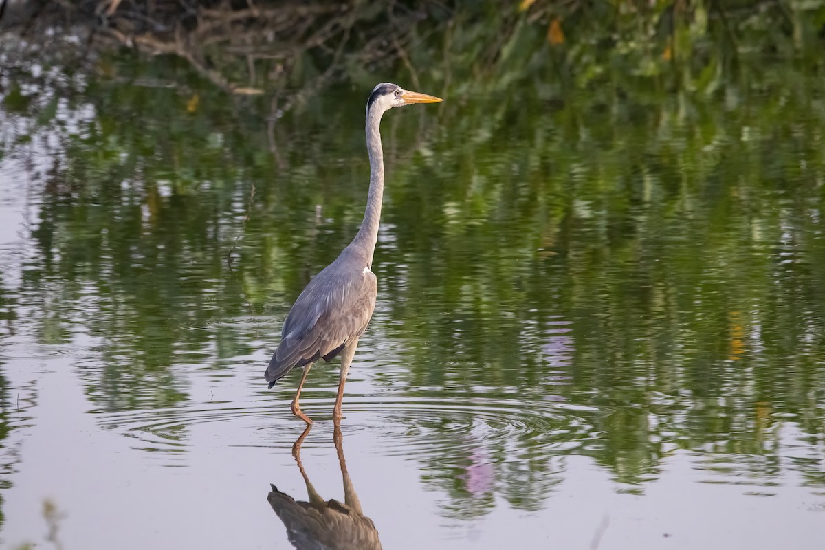 Gray Heron - ML631901634