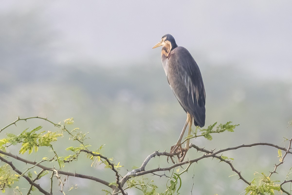 Purple Heron - ML631901637