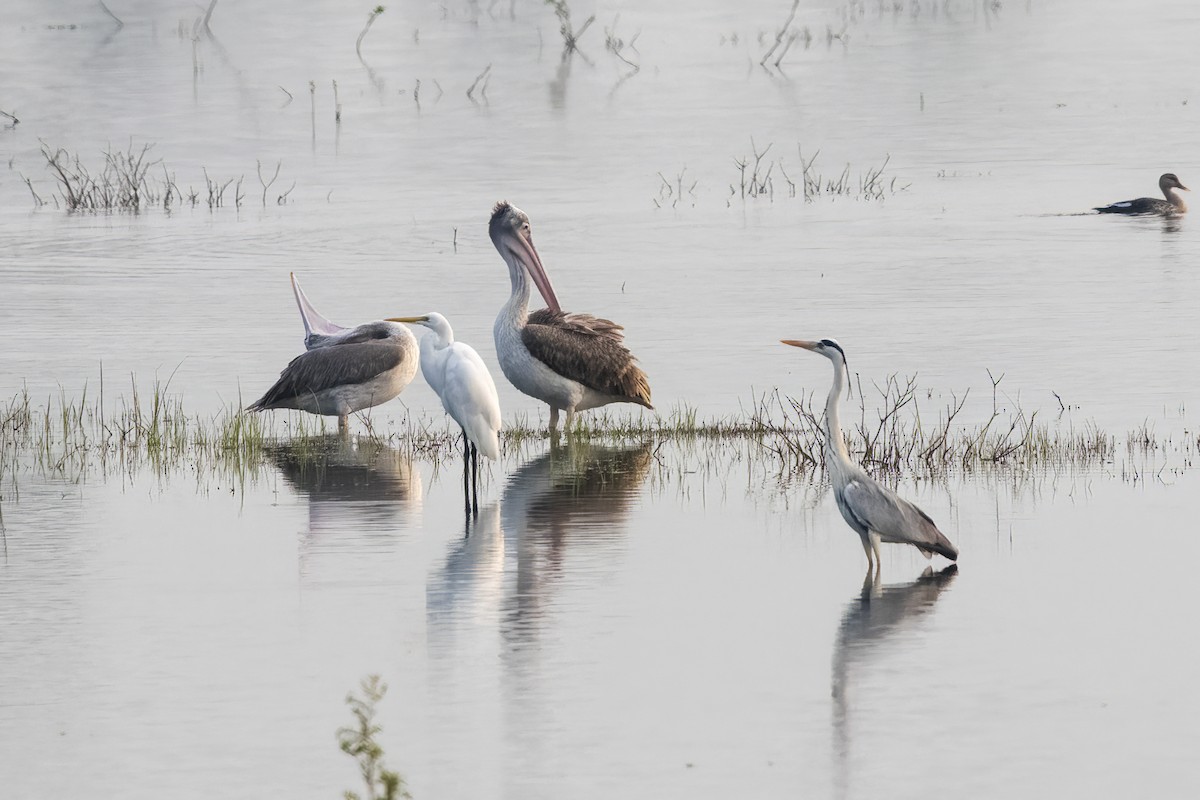 Spot-billed Pelican - ML631901646